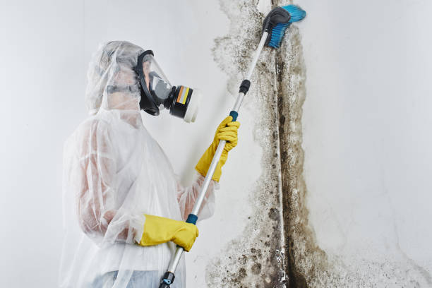 Best Commercial Mold Removal  in Earlimart, CA