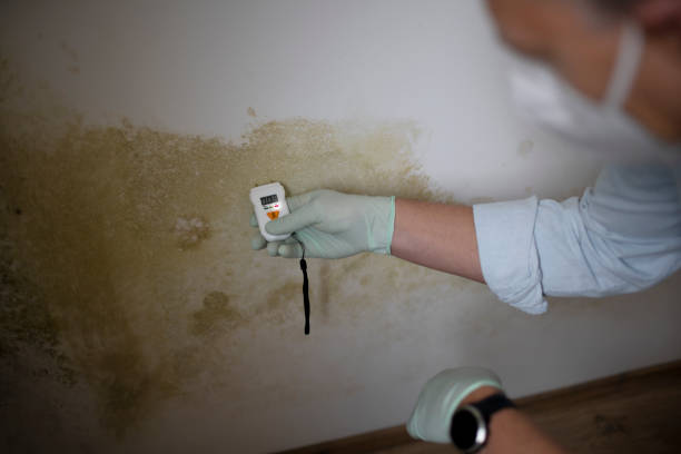Professional Mold Removal in Earlimart, CA