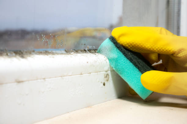 Best Mold Cleaning Services  in Earlimart, CA