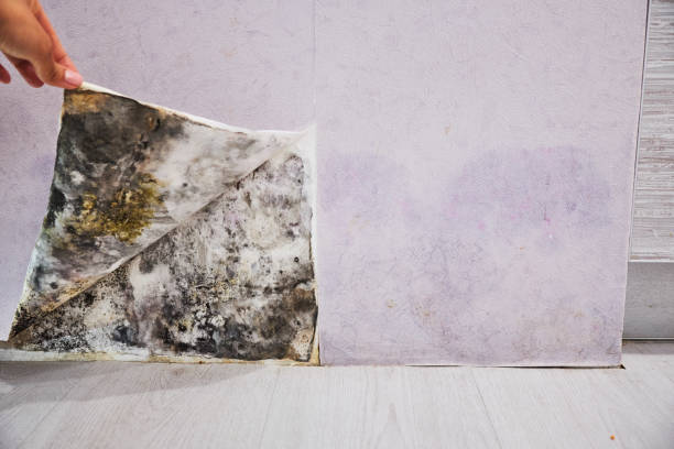 Mold Removal Process in Earlimart, CA